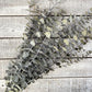 Spiral Eucalyptus - Luv Sola Flowers - Filler