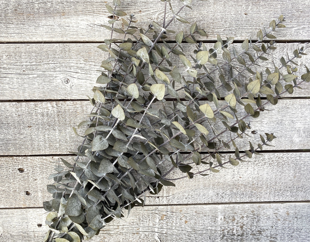 Spiral Eucalyptus - Luv Sola Flowers - Filler