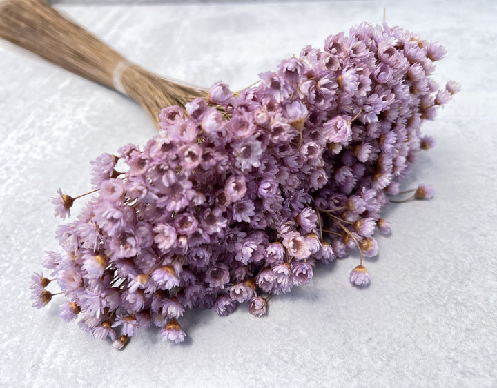 Star Flowers - Luv Sola Flowers - Filler