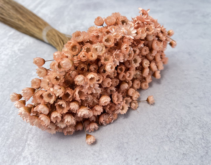 Star Flowers - Luv Sola Flowers - Filler