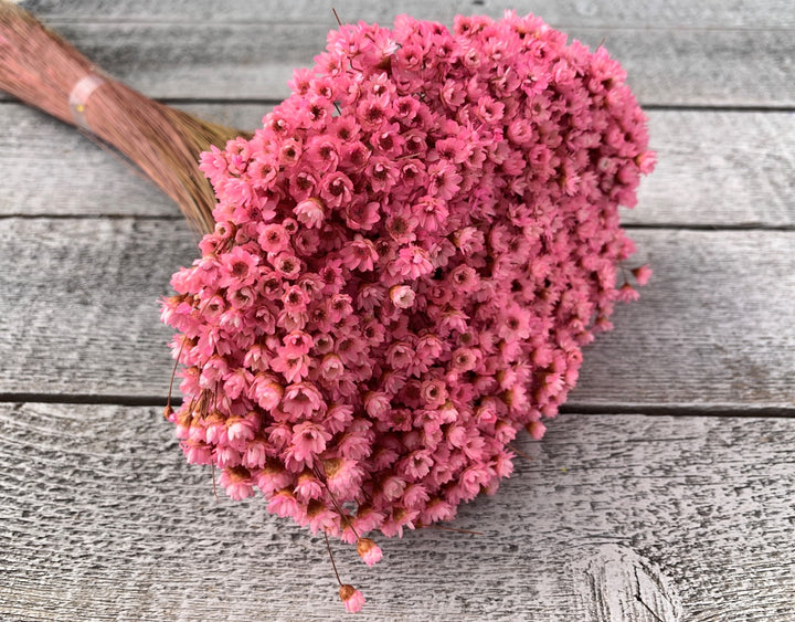 Star Flowers - Luv Sola Flowers - Filler