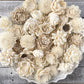 Sola Wood Flowers - Succulent Random Assortment - Luv Sola Flowers