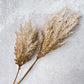 Two-Toned Reed Plumes - Luv Sola Flowers - Faux Filler